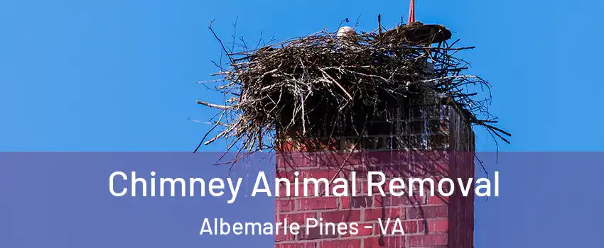 Chimney Animal Removal Albemarle Pines - VA