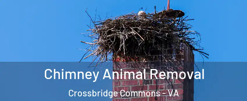 Chimney Animal Removal Crossbridge Commons - VA